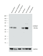 CHRNA7 Antibody