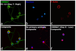 CHRNA7 Antibody