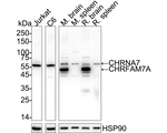 CHRNA7 Antibody in Western Blot (WB)