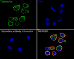 CD357 (AITR/GITR) Recombinant Rabbit Monoclonal Antibody (PSH04-06)