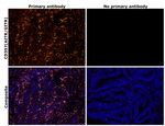 CD357 (AITR/GITR) Antibody in Immunohistochemistry (Paraffin) (IHC (P))