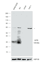 CD357 (AITR/GITR) Antibody