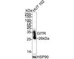 CD357 (AITR/GITR) Antibody in Western Blot (WB)