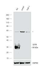 CD357 (AITR/GITR) Antibody in Western Blot (WB)