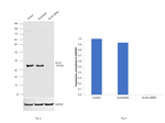 SLUG Antibody