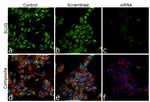 SLUG Antibody