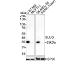 SLUG Antibody in Western Blot (WB)
