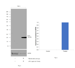 ATF3 Antibody