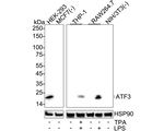 ATF3 Antibody in Western Blot (WB)