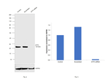 ATF3 Antibody in Western Blot (WB)