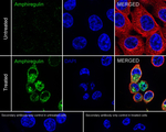 Amphiregulin Antibody in Immunocytochemistry (ICC/IF)