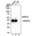 Amphiregulin Antibody in Immunoprecipitation (IP)