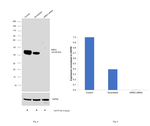Amphiregulin Antibody