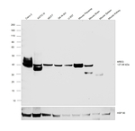 Amphiregulin Antibody