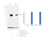Amphiregulin Antibody