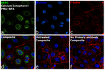 Amphiregulin Antibody