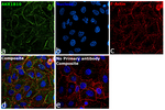 AKR1B10 Antibody in Immunocytochemistry (ICC/IF)