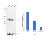 AKR1B10 Antibody