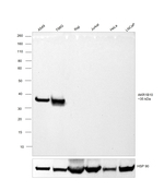 AKR1B10 Antibody