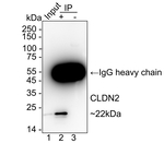 Claudin 2 Antibody in Immunoprecipitation (IP)