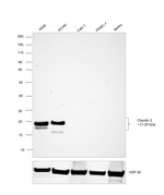 Claudin 2 Antibody