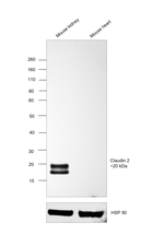 Claudin 2 Antibody in Western Blot (WB)