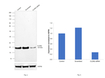 Claudin 2 Antibody in Western Blot (WB)