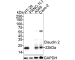 Claudin 2 Antibody in Western Blot (WB)