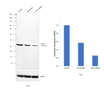 UCP2 Antibody