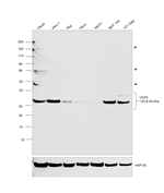 UCP2 Antibody in Western Blot (WB)