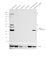 UCP2 Antibody in Western Blot (WB)
