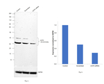 UCP2 Antibody in Western Blot (WB)