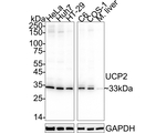 UCP2 Antibody in Western Blot (WB)