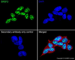 SRSF2 Antibody in Immunocytochemistry (ICC/IF)
