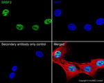 SRSF2 Antibody in Immunocytochemistry (ICC/IF)