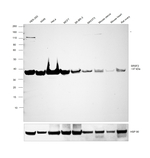 SRSF2 Antibody in Western Blot (WB)