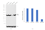 SRSF2 Antibody in Western Blot (WB)