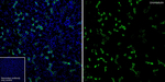 Uromodulin Recombinant Rabbit Monoclonal Antibody (PSH21-74)