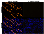 Uromodulin Antibody in Immunohistochemistry (Paraffin) (IHC (P))