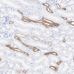 Uromodulin Antibody in Immunohistochemistry (Paraffin) (IHC (P))