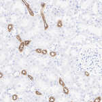 Uromodulin Antibody in Immunohistochemistry (Paraffin) (IHC (P))