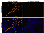 Uromodulin Antibody in Immunohistochemistry (Paraffin) (IHC (P))