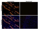 Uromodulin Antibody in Immunohistochemistry (Paraffin) (IHC (P))