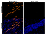 Uromodulin Antibody in Immunohistochemistry (Paraffin) (IHC (P))