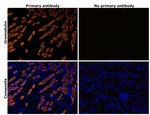 Uromodulin Antibody in Immunohistochemistry (Paraffin) (IHC (P))