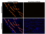 Uromodulin Antibody in Immunohistochemistry (Paraffin) (IHC (P))