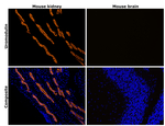 Uromodulin Antibody in Immunohistochemistry (Paraffin) (IHC (P))