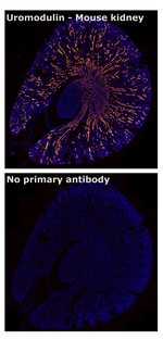 Uromodulin Antibody in Immunohistochemistry (Paraffin) (IHC (P))
