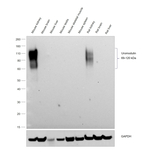 Uromodulin Antibody