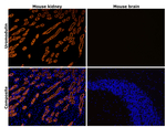 Uromodulin Antibody
